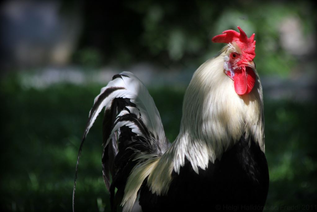 “Don’t be a chicken” by Helgi Halldorsson/Freddi courtesy of Creative Commons.