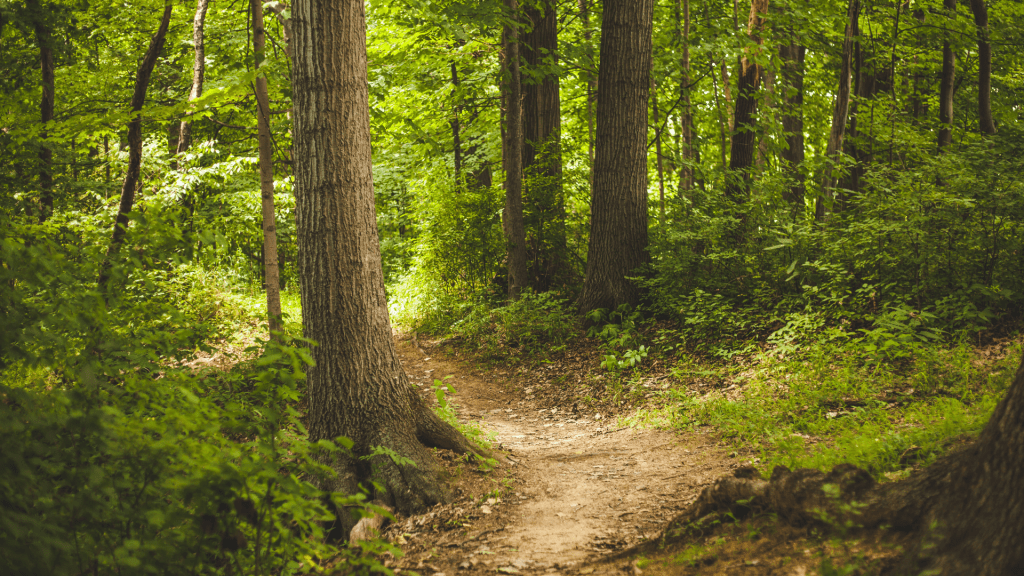 Se ressourcer dans la nature peut décupler votre inspiration pour votre roman.